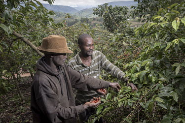 Farmer Joel Twaginuonukigo (41), and his brother with hat Alphonze Turambargimana (50, wearing hat), picking coffee berries (cherries) on their farm that is part of the Sholi cooperative (meaning 'mut...