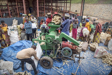 Farmers at work at a central collection point, where harvested maize is dried, tested and mechanically removed from the cob.