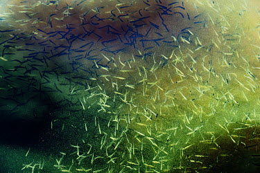 Fish fry in a pond at a caviar aquaculture facility.