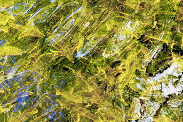 Sterlets swim underneath a tree canopy above a breeding pond at a caviar aquaculture facility.