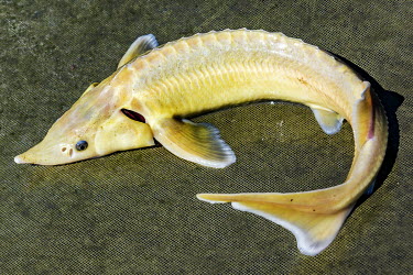 An albino Dnipro sturgeon lies on a net at a fishery and aquaculture farm.