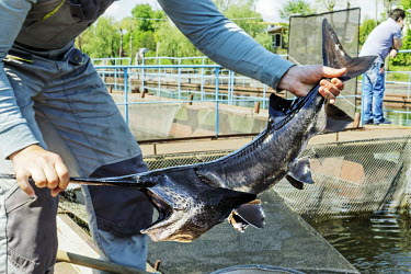 An invasive species, the paddle fish, which was caught in the Dnipro River and taken to live out its days alongside sturgeon at a black caviar farm in Ukrainka.