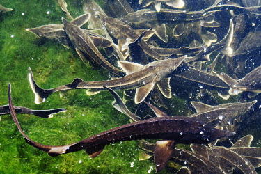 Sterlets swim at a black caviar farm. The diamond sturgeon or Danube sturgeon (Acipenser gueldenstaedtii), is one of 19 living species of the Acipenseridae family.  They are endemic to the Pontic Casp...