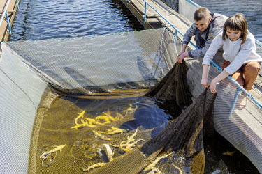 Aquaculture workers check a pond full of albino Dnipro sturgeon at a fishery and aquaculture farm.