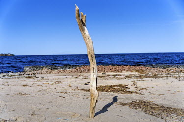 Driftwood wedged into the sand beside the Kyiv reservor.