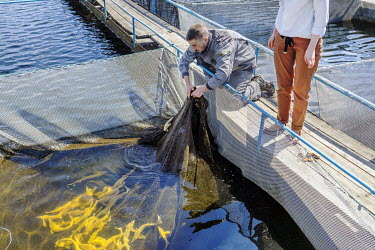 Aquaculture workers check a pond full of albino Dnipro sturgeon at a fishery and aquaculture farm.