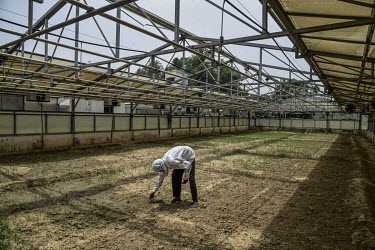 A worker weeding plots in a green house at a wheat research institute.