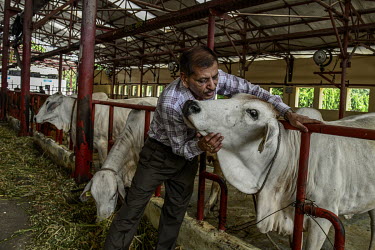 Mr Ashutosh, a member of staff at a wheat research institute, hugs one of the facility's cows in a cattle shed.