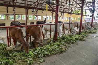 Cows feeding in a cattle shed at a wheat research institute.