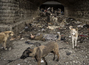 Dogs wander past a drug addicted man lying among the detritus on the dry river bed beneath the Pul-e-Sukhta bridge (Pul-i-Sokhta) where, one estimate claimed, up to 1000 drug users regularly gather.
