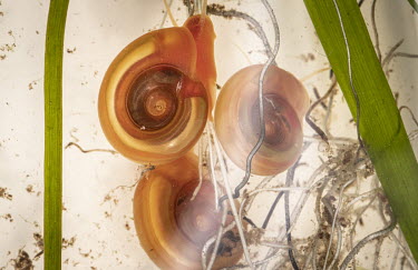 Planorbidae snails, the intermediate host for the trematode parasite of the Schistosoma genus, which is responsible for schistosomiasis (bilharzia), a disease that affects both humans and cattle. Phot...