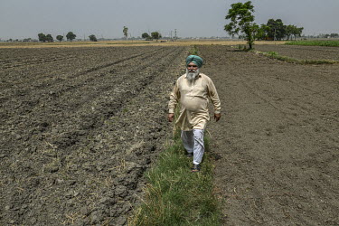 Gurmeet Singh, the former village head (sarpanch), walks beside a ploughed field on his farm.
