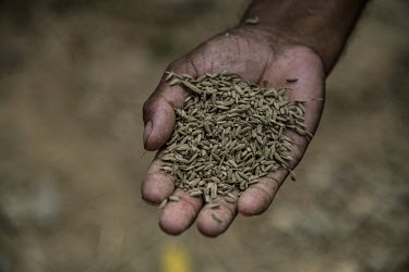 A farmer holds a handful of destroyed rice paddy crop which was ruined by flooding.