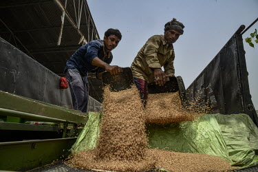 Labourers pour wheat grain, from the cart which a farmer has brought to a merchant's premises, into a winnowing machine.