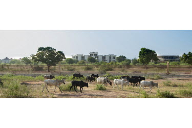 Cattle wander past the abandoned, half-built, mansion of former president Blaise Compaore, on the road between Kaya and Ouagadougou.