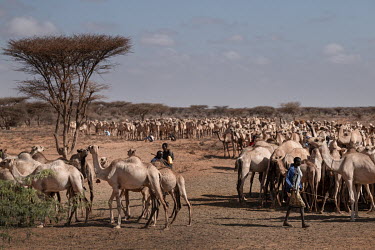 There is a large water point about 10 kilometres from Buroa where herds of goats, sheep and camels wait for a turn at the water trough. There are thousands of animals. Camel herders sing loudly and at...