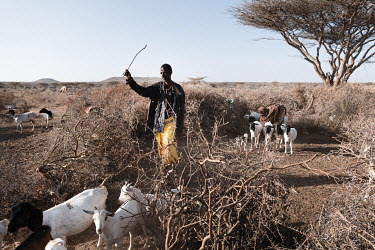 Hawa and Hussain are from one of around eighty families that have recently travelled to this area with their goats, sheep and camels. ''We are in despair'', she said, ''when the drought came, we trav...