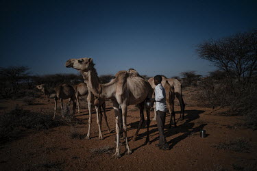 A camel herder who has come to the area to try and find water for his animals milks one of the herd.