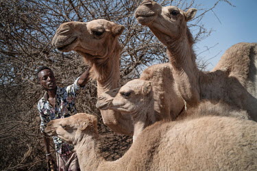 Bushier milking his camels near Kabada Buri village.