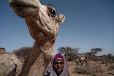 Hinba Elmi with her camels. Three years ago authorities gathered large thorn barriers people had placed as land boundaries and collected them into a big pile and burnt them. No one knew there was an e...