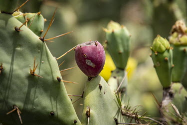 Fruit from the Red Cactus, for many the only affordable nourishment they can get.
