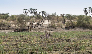 A man working in a vegetable field.  Lake Chad, which spanned 9,652sqm in 1963, has shrunk by 90 per cent in recent decades. Climate change is to blame, with population growth and unplanned irrigation...