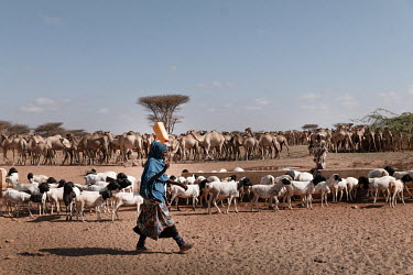 There is a large water point about 10 kilometres from Buroa where herds of goats, sheep and camels wait for a turn at the water trough. There are thousands of animals. Camel herders sing loudly and at...