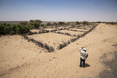 An UN WFP worker looks over a scheme to prevent the shifting desert sands overwhelm new crops.  Lake Chad, which spanned 9,652sqm in 1963, has shrunk by 90 per cent in recent decades. Climate change i...