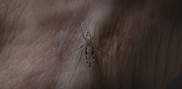 A mosquito in the University of Greenwich laboratories.