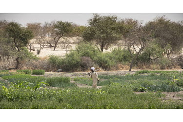 A man working in vegetable plots around which villagers are planting seeds of various trees species (acacia, desert date, guava, citron and mango trees) that they hope will stop the desert encroaching...