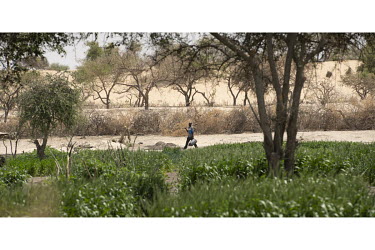 A man working in vegetable plots around which villagers are planting seeds of various trees species (acacia, desert date, guava, citron and mango trees) that they hope will stop the desert encroaching...