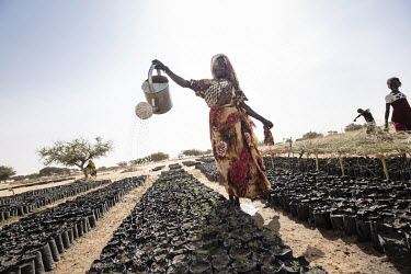 Near the village of Melea people irrigate seedlings on the dried lake bed of Lake Chad.  Lake Chad, which spanned 9,652sqm in 1963, has shrunk by 90 per cent in recent decades. Climate change is to bl...