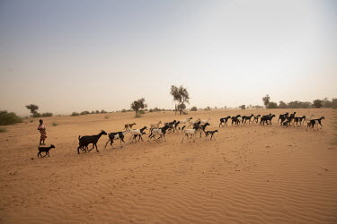 Hawa Sow (9) herds goats in what is now desert near the village of Koyli Alpha.   The Great Green Wall is a project spanning 8,000km of Africa from coast to coast encompassing 20 countries. By 2030 th...