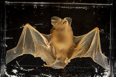 An Oriental Leaf Nosed Bat collected from the Malay peninsula in 1898.  The Natural History Museum London, is creating a bat library with thousands of skins, skulls and pickled specimens. They may yie...