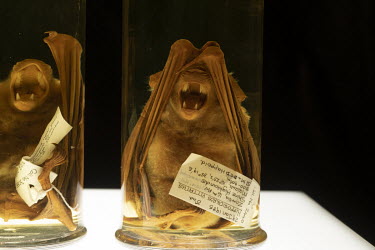 A Leaf Nosed Bat collected from the Shire Highlands in Malawi in 1985.  The Natural History Museum London, is creating a bat library with thousands of skins, skulls and pickled specimens. They may yie...