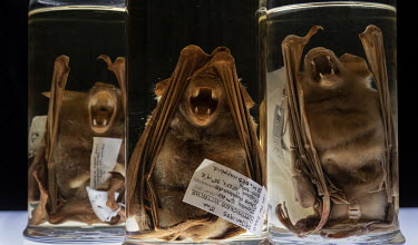 Leaf Nosed Bats from the Natural History Museum's collection.  The Natural History Museum London, is creating a bat library with thousands of skins, skulls and pickled specimens. They may yield new de...
