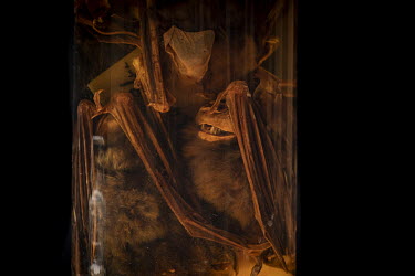 Leaf Nosed Bats from the Natural History Museum's collection.  The Natural History Museum London, is creating a bat library with thousands of skins, skulls and pickled specimens. They may yield new de...