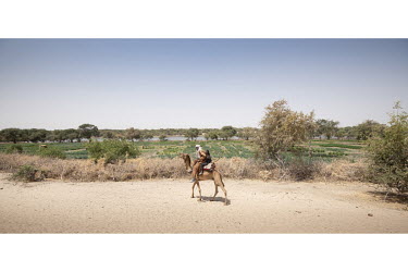 A man and a boy ride a camel past fields where residents working in vegetable plots are planting seeds of various trees species (acacia, desert date, guava, citron and mango trees) in the hope that th...
