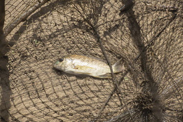 A single fish, all that was caught in a fish trap from waters in a part of Lake Chad where fishing has become almost unsustainable.  Lake Chad, which spanned 9,652sqm in 1963, has shrunk by 90 per cen...