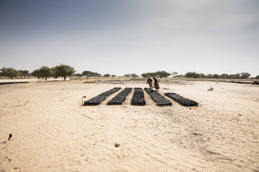 Near the village of Melea people irrigate seedlings on the dried lake bed of Lake Chad.  Lake Chad, which spanned 9,652sqm in 1963, has shrunk by 90 per cent in recent decades. Climate change is to bl...