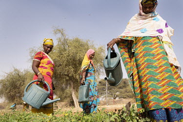 Women including Jamilatou Ka, a 30-year-old mother of four children, plant and irrigate vegetables as part of the Great Green Wall project.  The Great Green Wall is a project spanning 8,000km of Afri...