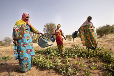 Women including Jamilatou Ka, a 30-year-old mother of four children, plant and irrigate vegetables as part of the Great Green Wall project. The Great Green Wall is a project spanning 8,000km of Afric...
