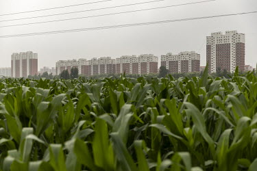 Corn crops grow in a field in front of residential buildings. Over a year ago, President Xi Jinping designated Xiongan a new high-tech city. Things are off to a slow start, and locals tell of shut dow...