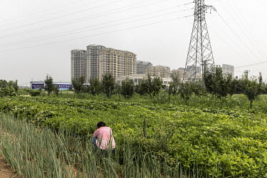 A man works in a corn field in front of buildings in Xiongan. Over a year ago, President Xi Jinping designated Xiongan a new high-tech city. Things are off to a slow start, and locals tell of shut dow...
