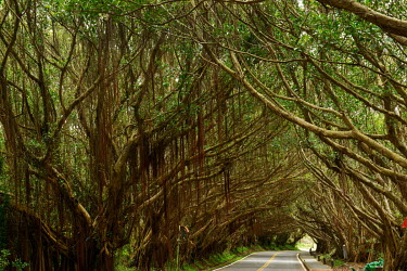 A stunning natural tunnel made by overhanging trees on the tiny windswept Xiju islet, part of the Matsu archipelago that is Taiwanese territory, but lies just off the coast of mainland China.