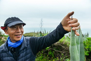 Dapu Village resident Mr. Chao Hsiang-ru, explains why aloe plants with strong, thorny spikes, were chosen to 'guard' the Dongpu coastline against falling enemy parachutists.