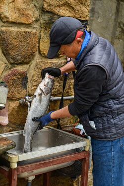 Dapu Village resident Mr. Chao Hsiang-ru, a local conservationist, prepares a recently caught Sea Bass for an evening meal with friends.