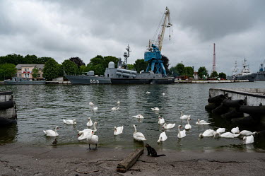 Swans in the Military port of Baltiysk.
