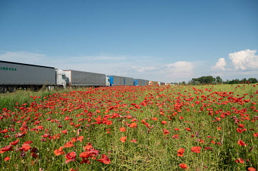 A 7 km queue of trucks, passing a field of poppies, leading to the Chernyshevskoye border checkpoint between Kaliningrad and Lithuania. Truckers can expect to cross the border after a four day wait. T...