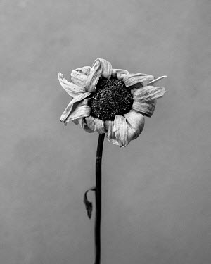 Daisy.   A series of close-up images of dying plants that Tom Pilston started in 2021 during the workless days of the Covid pandemic and continued in 2022 as Britain experienced one of the hottest sum...